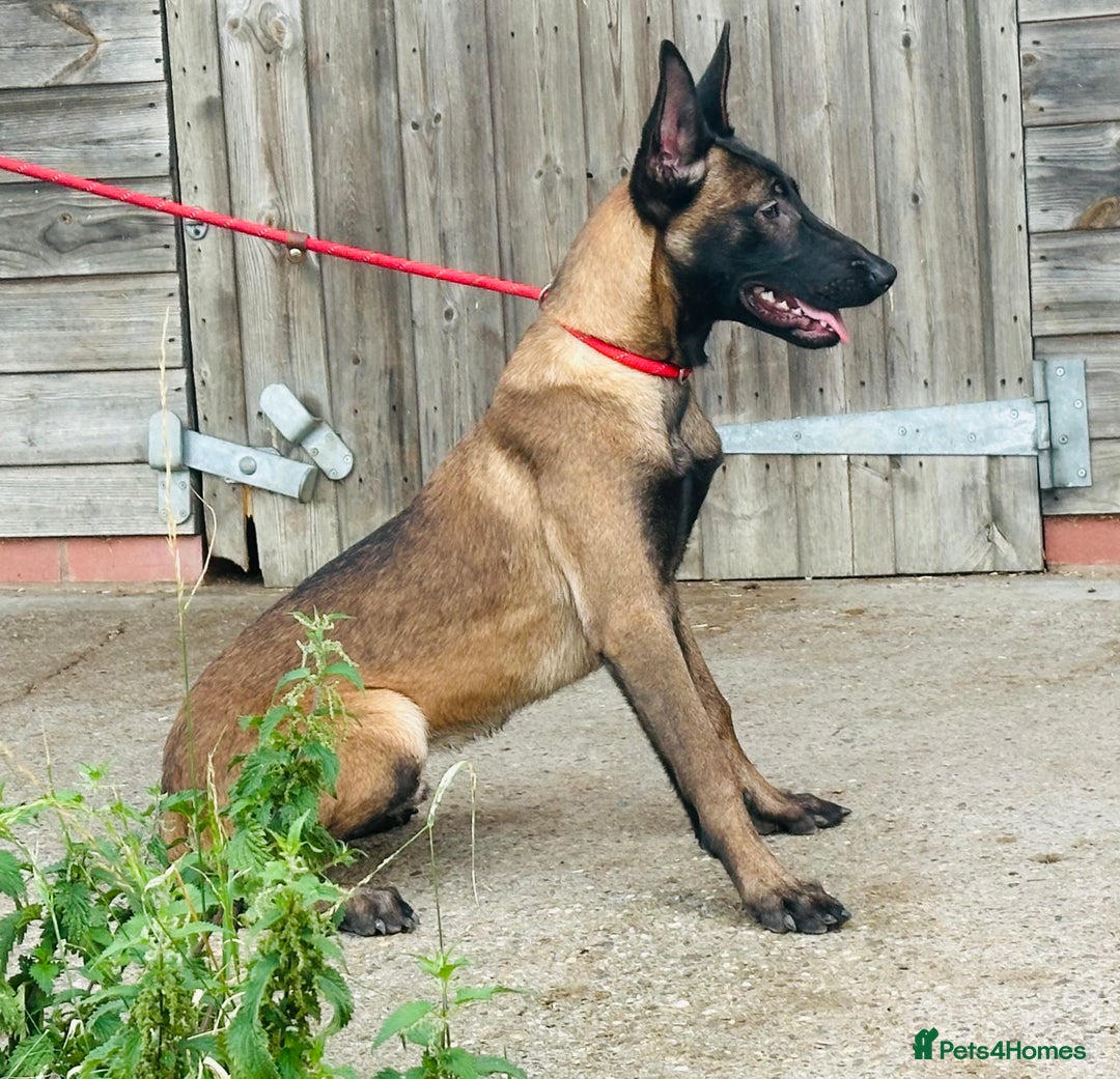 Belgian Shepherd Dog dogs for sale: Belgian Malinois / Dutch Herder  - Image 16