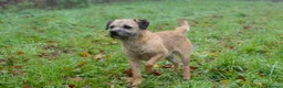 Border Terrier dogs for sale: Top Quality Border Terrier Pups from championline  in Whitchurch - Advert 9