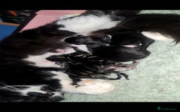 Mixed Breed cats for sale: Beautiful kittens 🐾 - Image 18