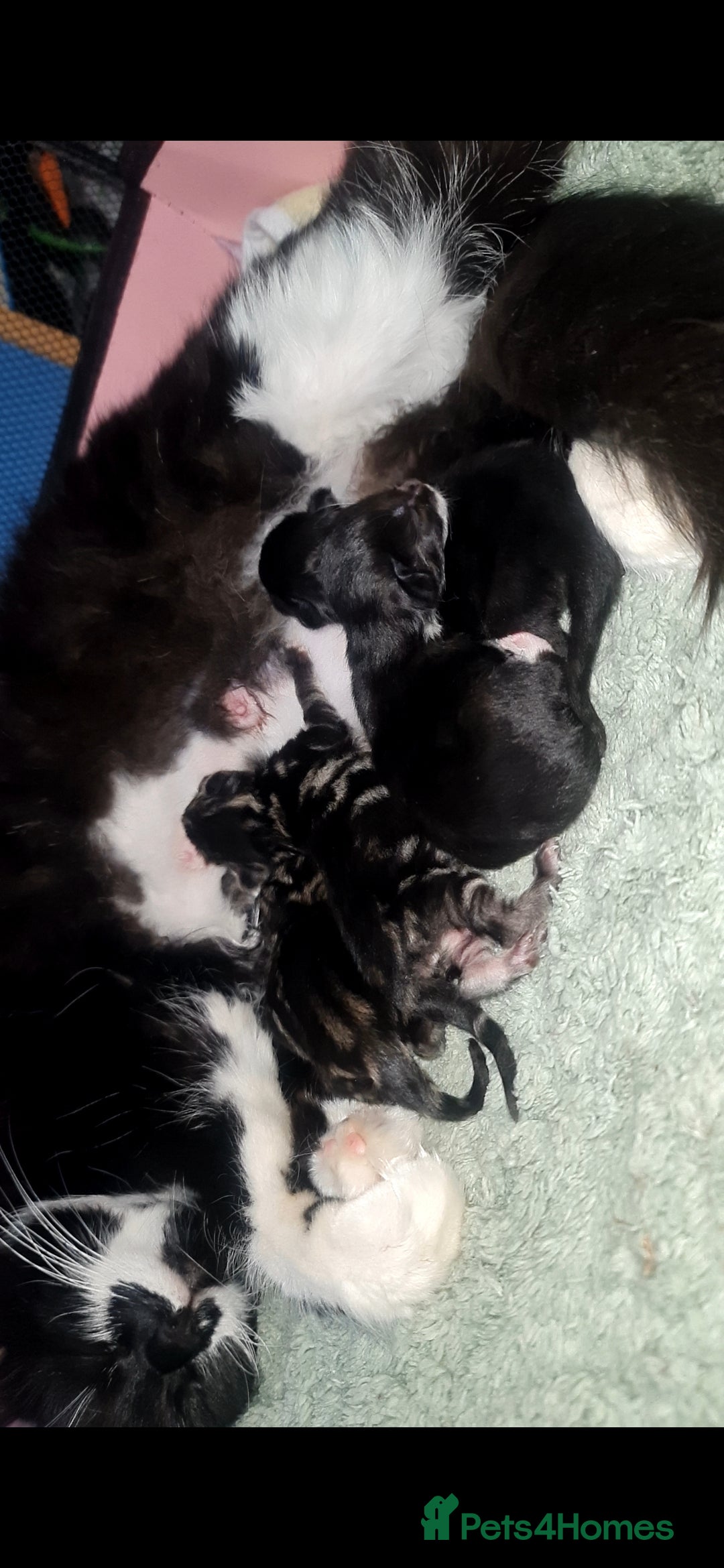 Mixed Breed cats for sale: Beautiful kittens 🐾 - Image 18