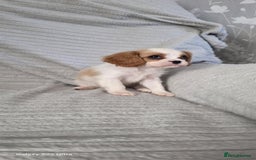 Cavalier King Charles Spaniel dogs for sale: Extensively health tested parents  - Image 1