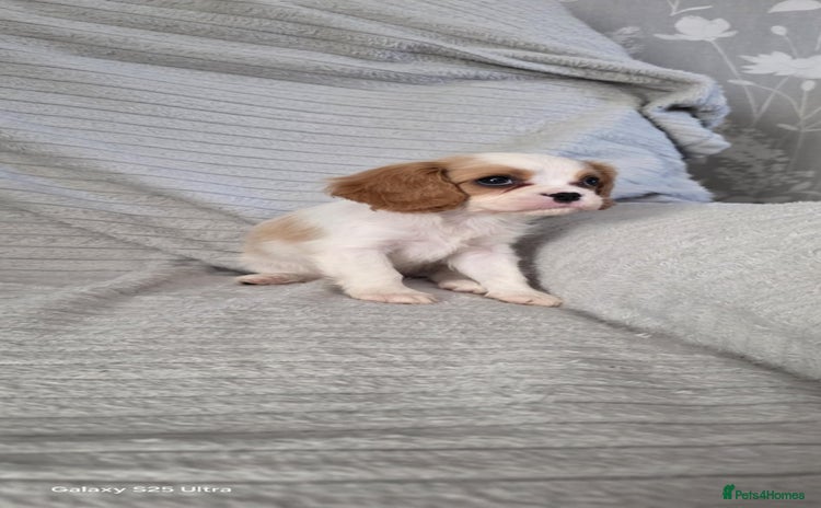 Cavalier King Charles Spaniel dogs - Advert 1