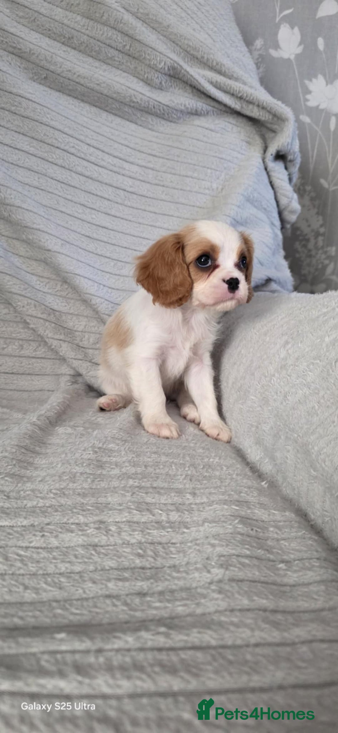 Cavalier King Charles Spaniel dogs for sale: Extensively health tested parents  - Image 1