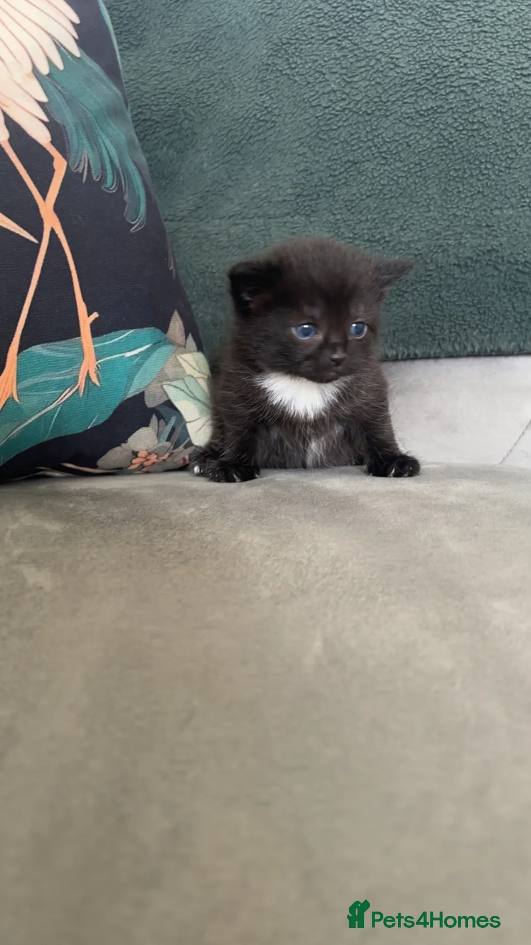Mixed Breed cats for sale: 🐾🖤Gorgeous Boy kitten🖤 ready now  in Harleston - Advert 13