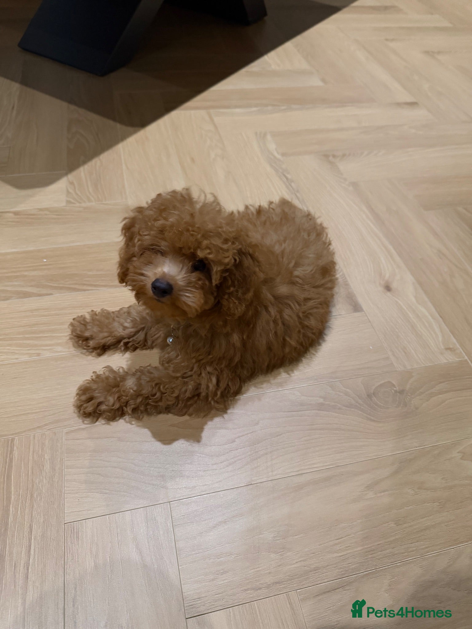Toy Poodle dogs Gorgeous tiny toy poodle for sale - Advert 4