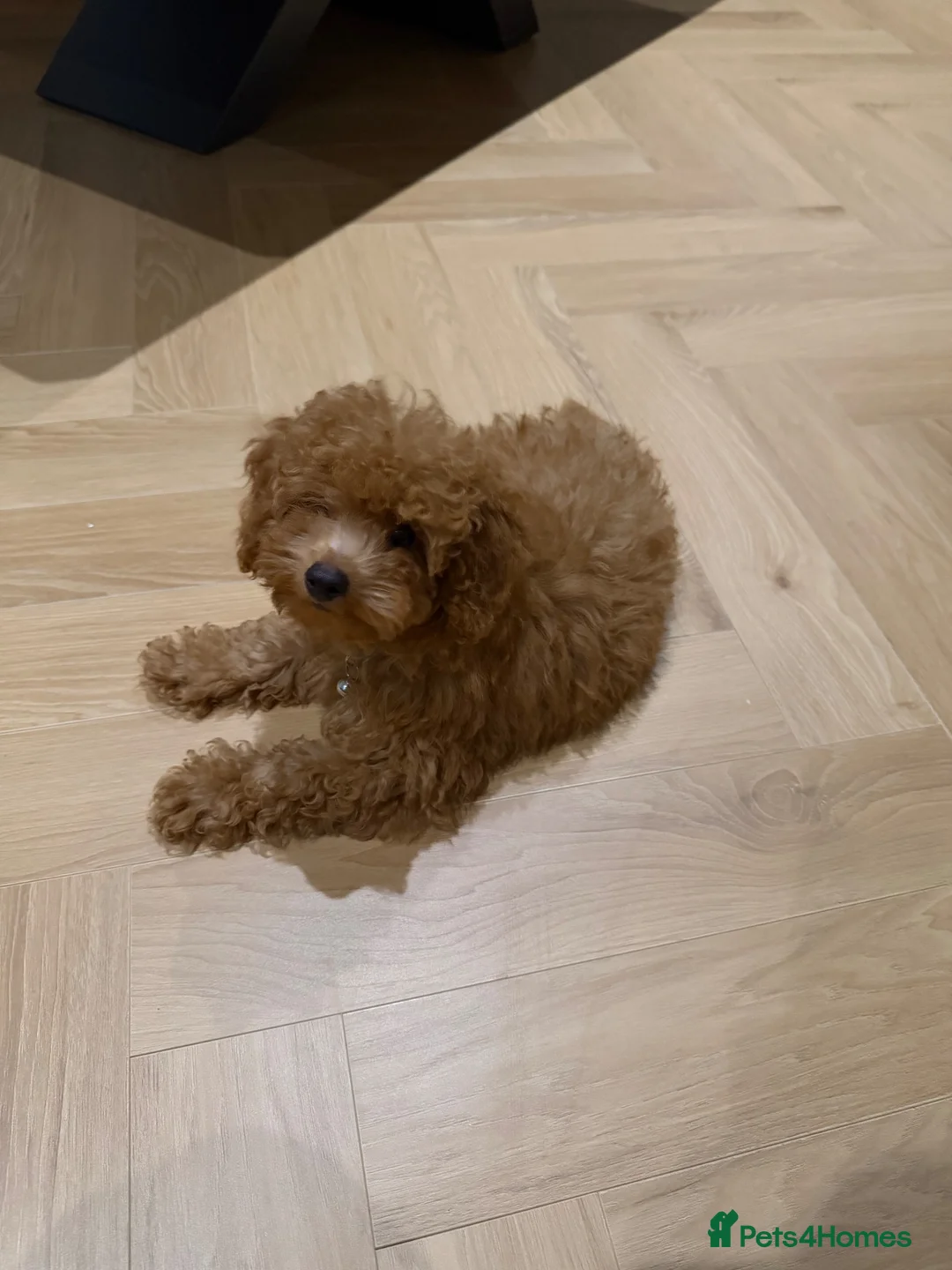 Toy Poodle dogs for sale: Gorgeous tiny toy poodle for sale - Advert 1