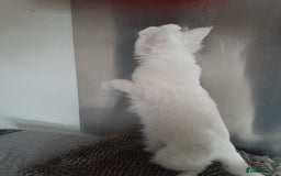 Maine Coon cats for sale: two girl with 5 pedigree maine coon - Image 4