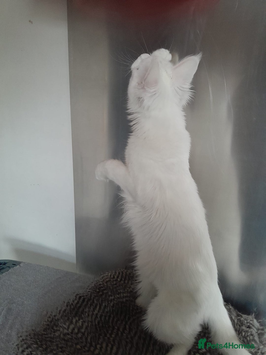 Maine Coon cats for sale: two girl with 5 pedigree maine coon - Image 4