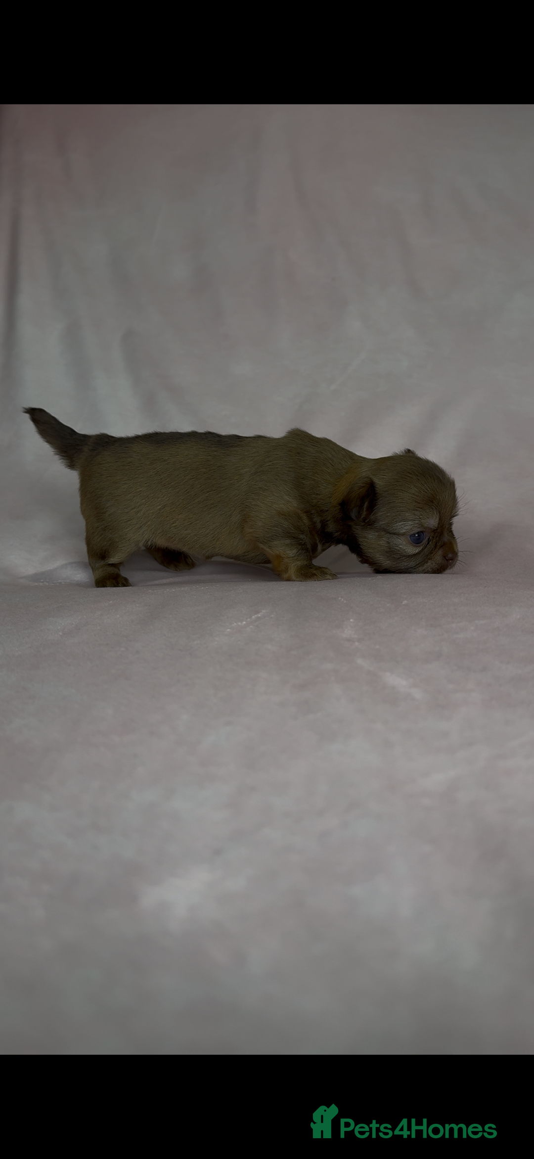 Chihuahua dogs for sale: Chihuahua puppies available on  ** s  - Advert 17