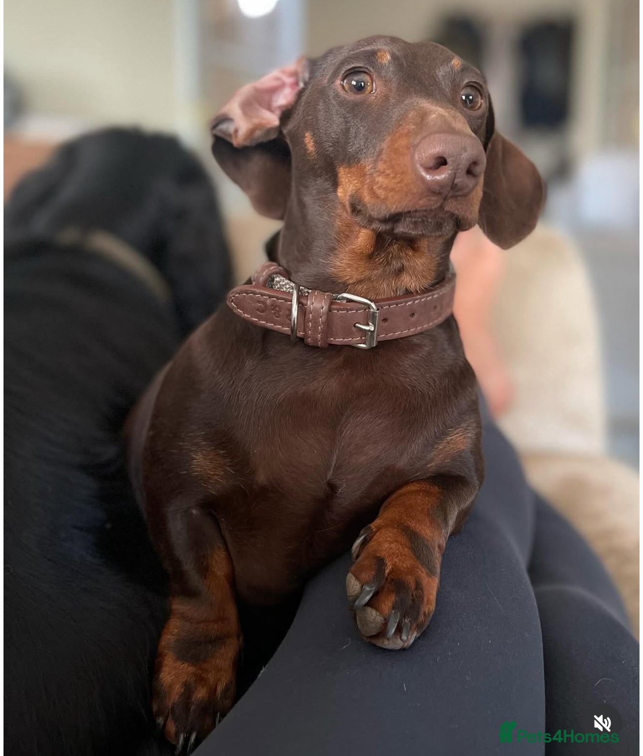 Dachshund dogs Adult Male Dachshund  - Advert 16