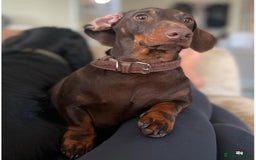 Dachshund dogs for sale: Adult Male Dachshund  - Image 1