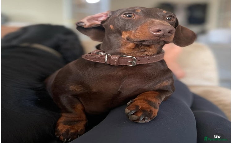Dachshund dogs - Advert 2