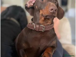 Dachshund dogs 3 Year Old Male Dachshund - Advert 18