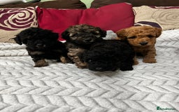 Toy Poodle dogs for sale: Beautiful Toy Poodle Puppies - Image 15
