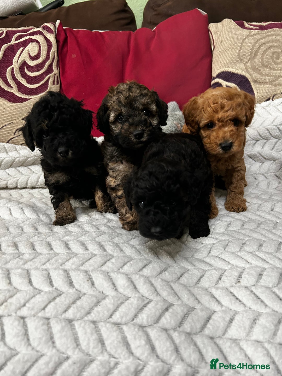 Toy Poodle dogs for sale: Beautiful Toy Poodle Puppies - Image 15