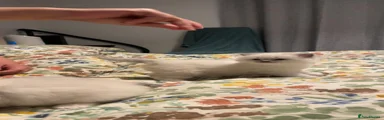 Ragdoll 4