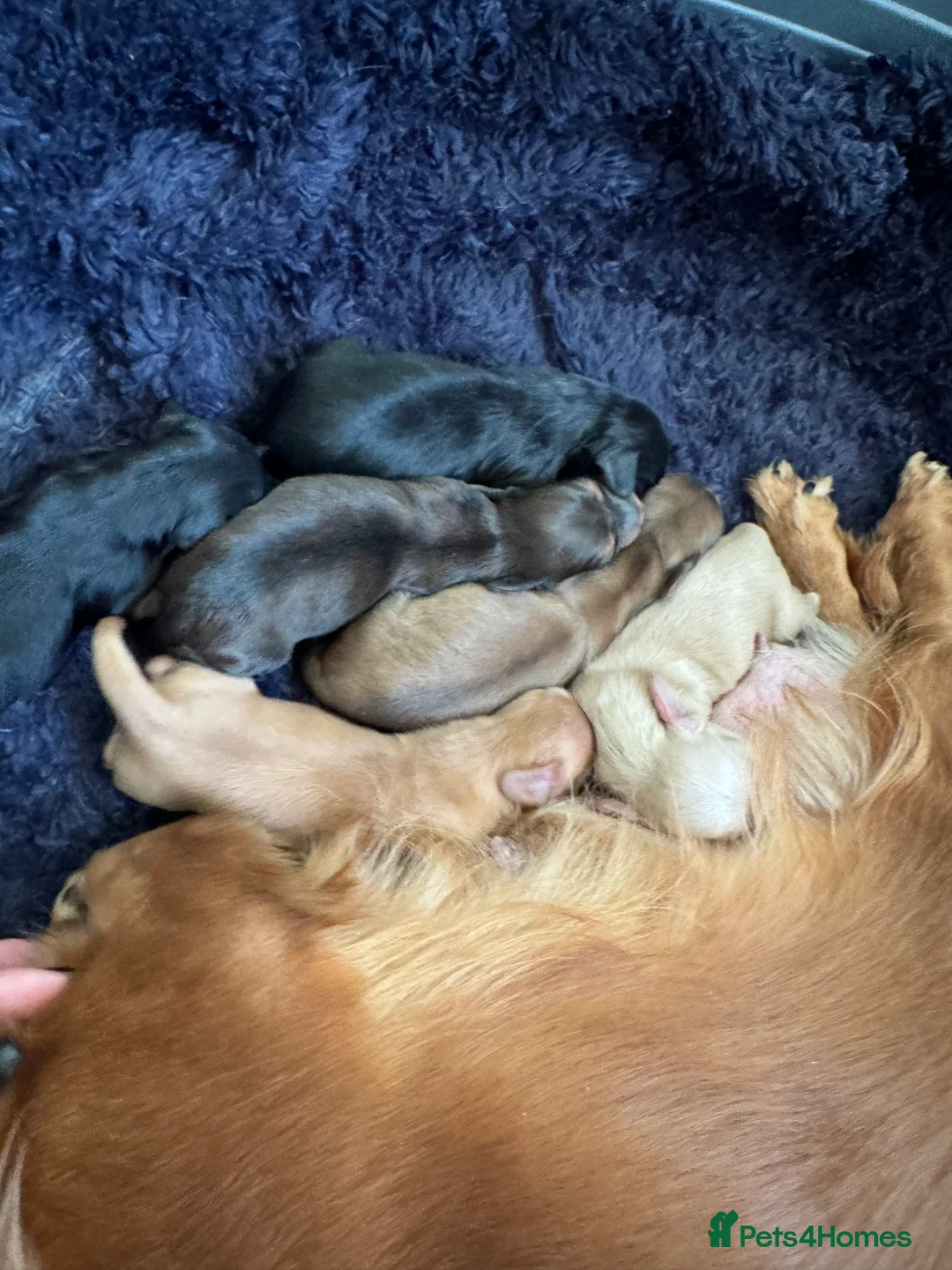 Miniature Dachshund dogs for sale: KC MINIATURE LONG HAIR PUPPYS, CREAM/BLACK & CREAM - Advert 6