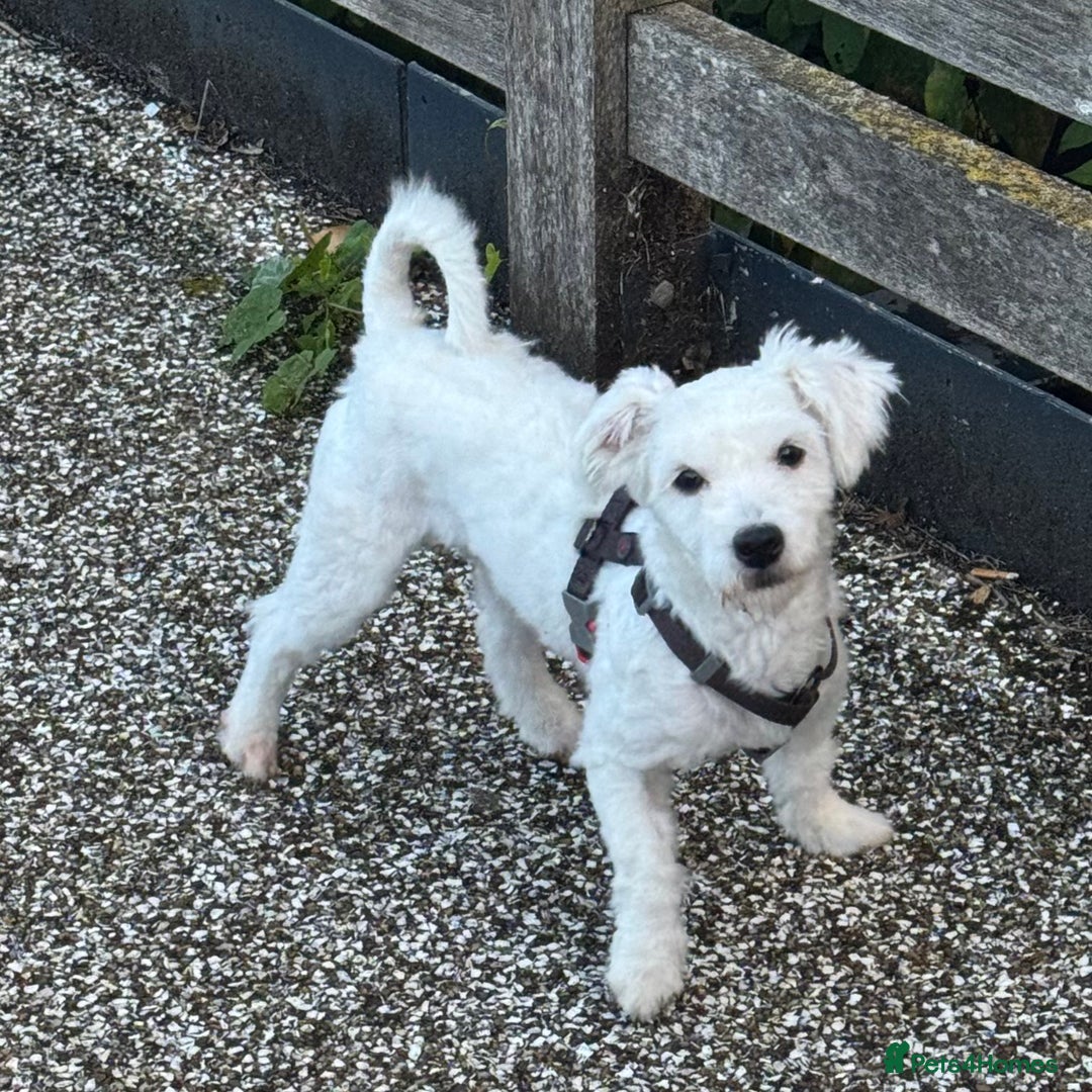 Coton De Tulear dogs for sale: Coton de tulear boy  - Image 5
