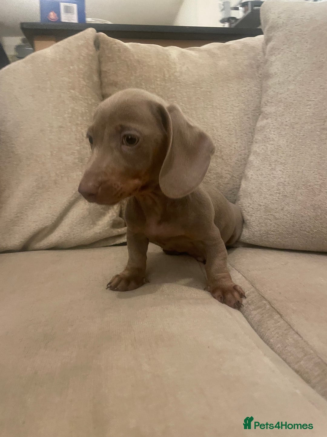Miniature Dachshund dogs for sale: Miniature boys 2 boys available  - Advert 1