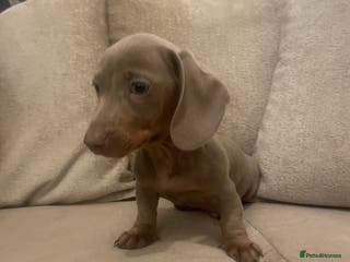 Miniature Dachshund dogs Miniature boys 2 boys available - Advert 6