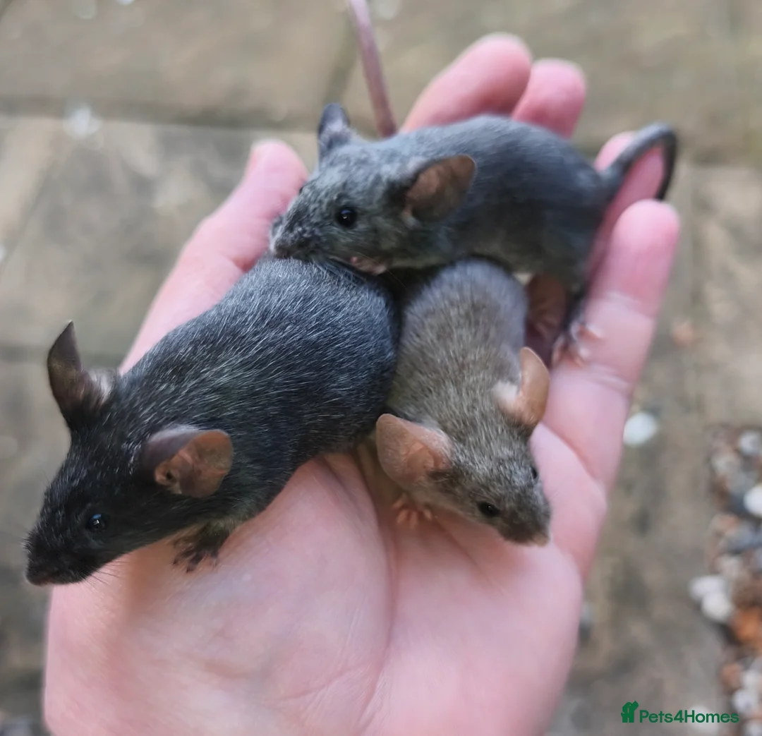 Mouse rodents for sale: Female mice in various colours - Advert 8