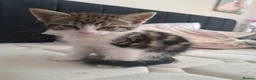 Mixed Breed cats for sale: 7 adorable kittens ready for a new home - Advert 15