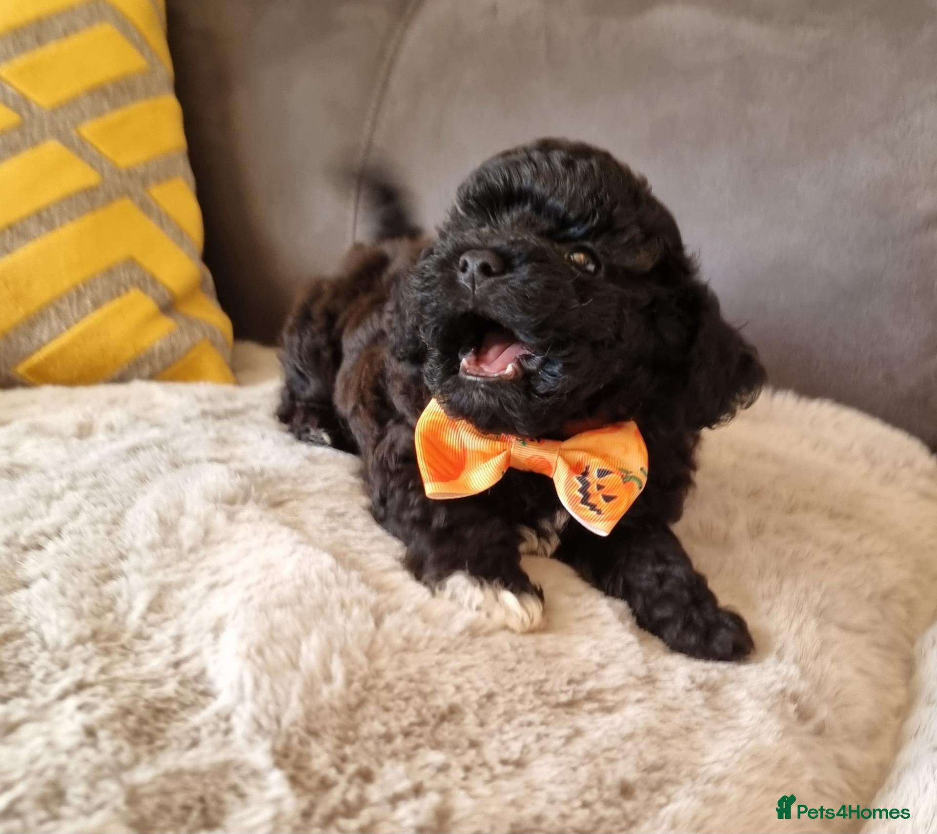 Shihpoo dogs Gorgeous Little Shihpoo Pups sold Fully Vaccinated - Advert 1