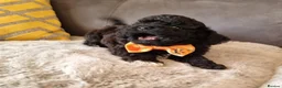 Shihpoo dogs for sale: Gorgeous Little Shihpoo Pups sold Fully Vaccinated - Advert 9