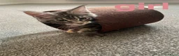 Maine Coon cats for sale: Stunning Maincoon kittens/ready from July 11th - Advert 6