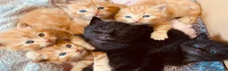 Turkish Angora cats for sale: 6 x Turkish Angora kittens - longhaired stunners - Advert 6