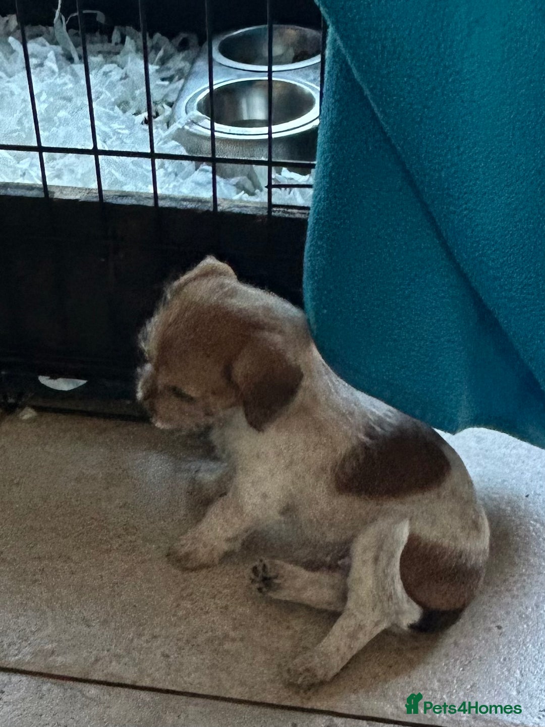 Jack Russell dogs for sale: Pure Jack Russell puppies ready now - Image 6