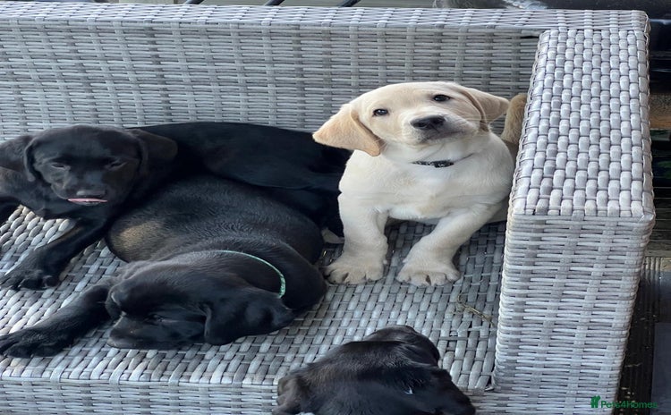 Labrador Retriever dogs - Advert 6