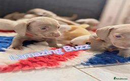 Miniature Dachshund dogs for sale: Stunning Isabella mini reg 5* health cert ready - Image 16
