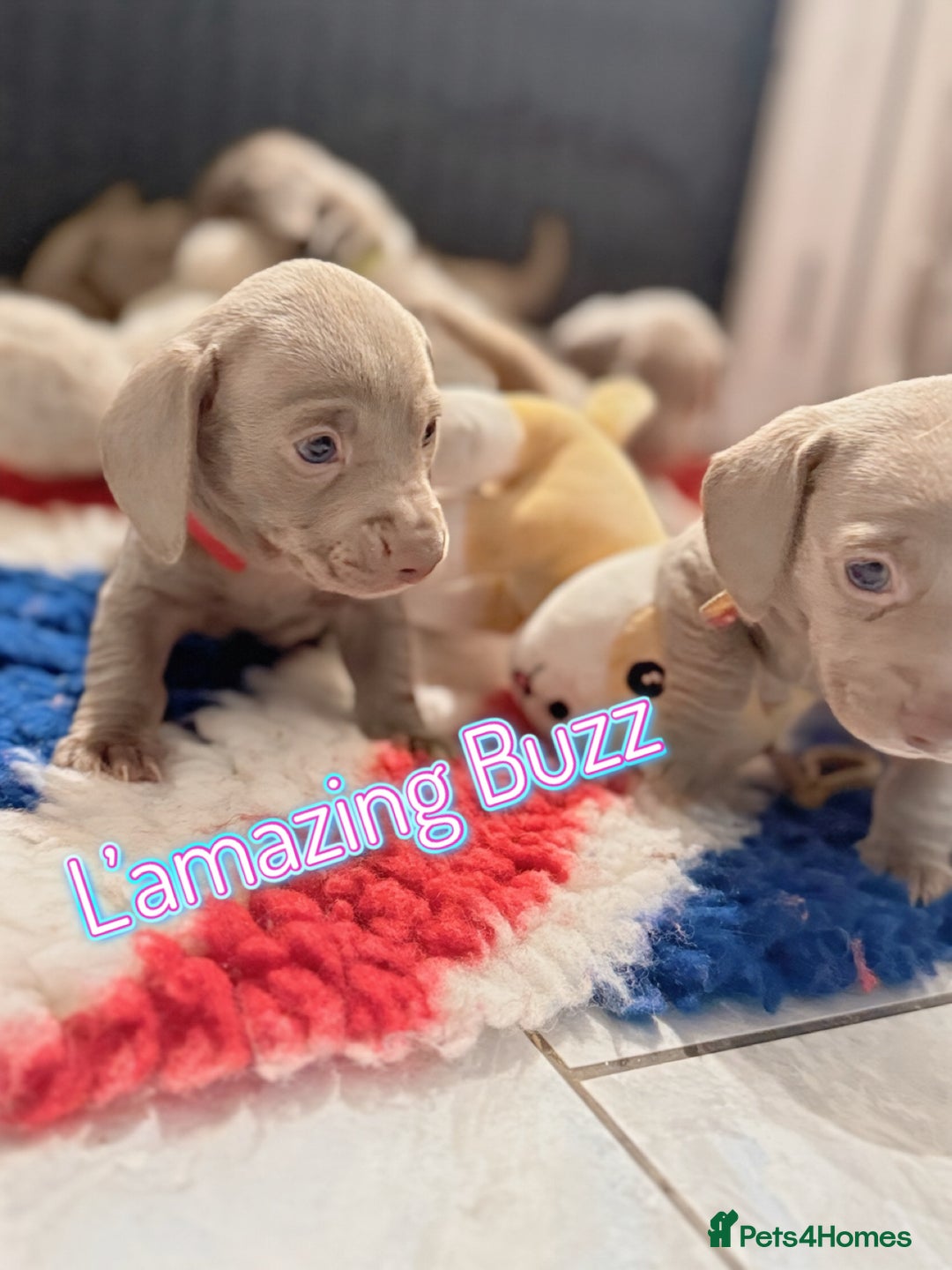Miniature Dachshund dogs for sale: Stunning Isabella mini reg 5* health cert ready - Image 16
