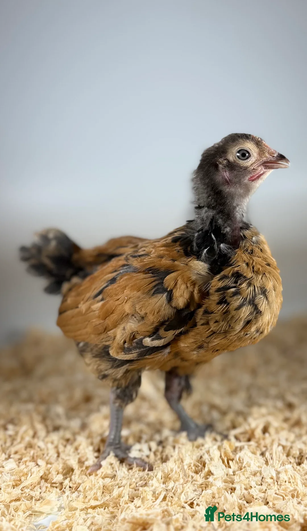 Chickens poultry for sale: Chicks, USA Bearded Silkies, Vorwerk, LF Brahma  in Wakefield - Advert 2