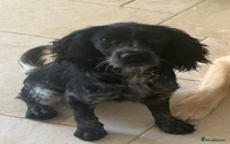 Sprocker dogs for sale: Sprocker - Female - Advert 3