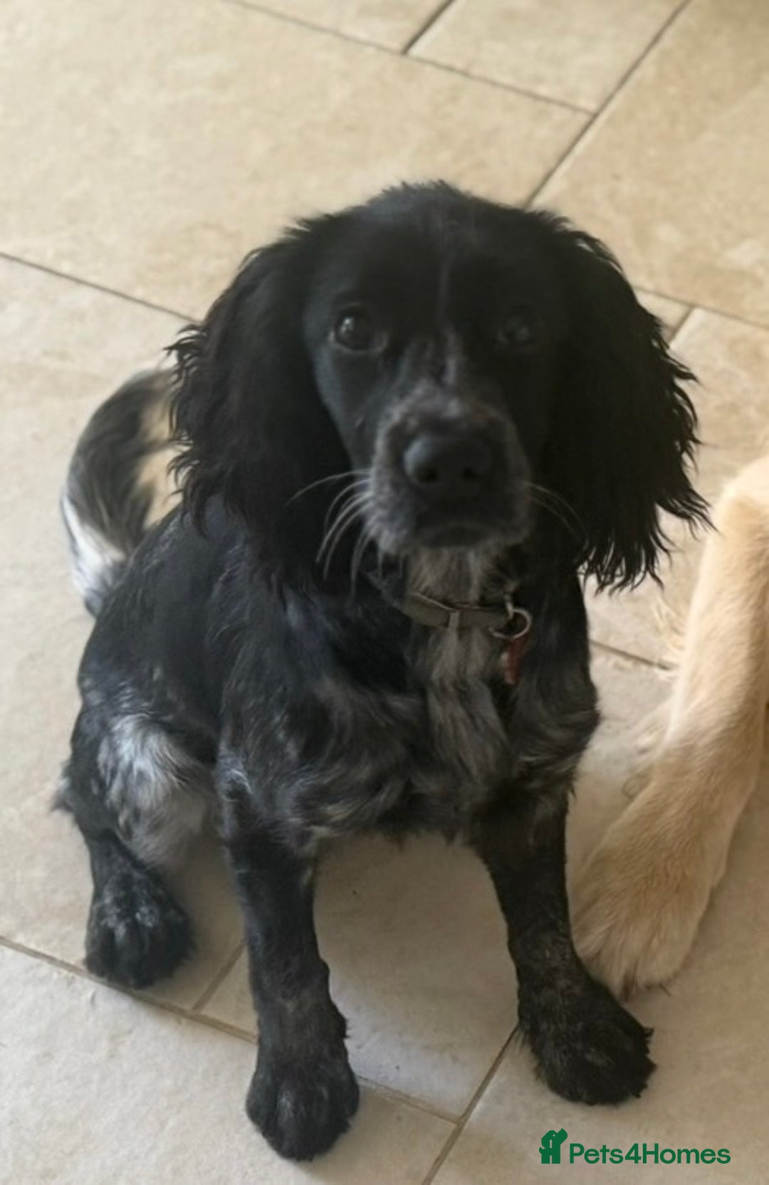Sprocker dogs for sale: Sprocker - Female - Advert 3