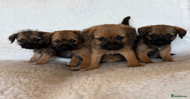 Border Terrier dogs - Advert 2