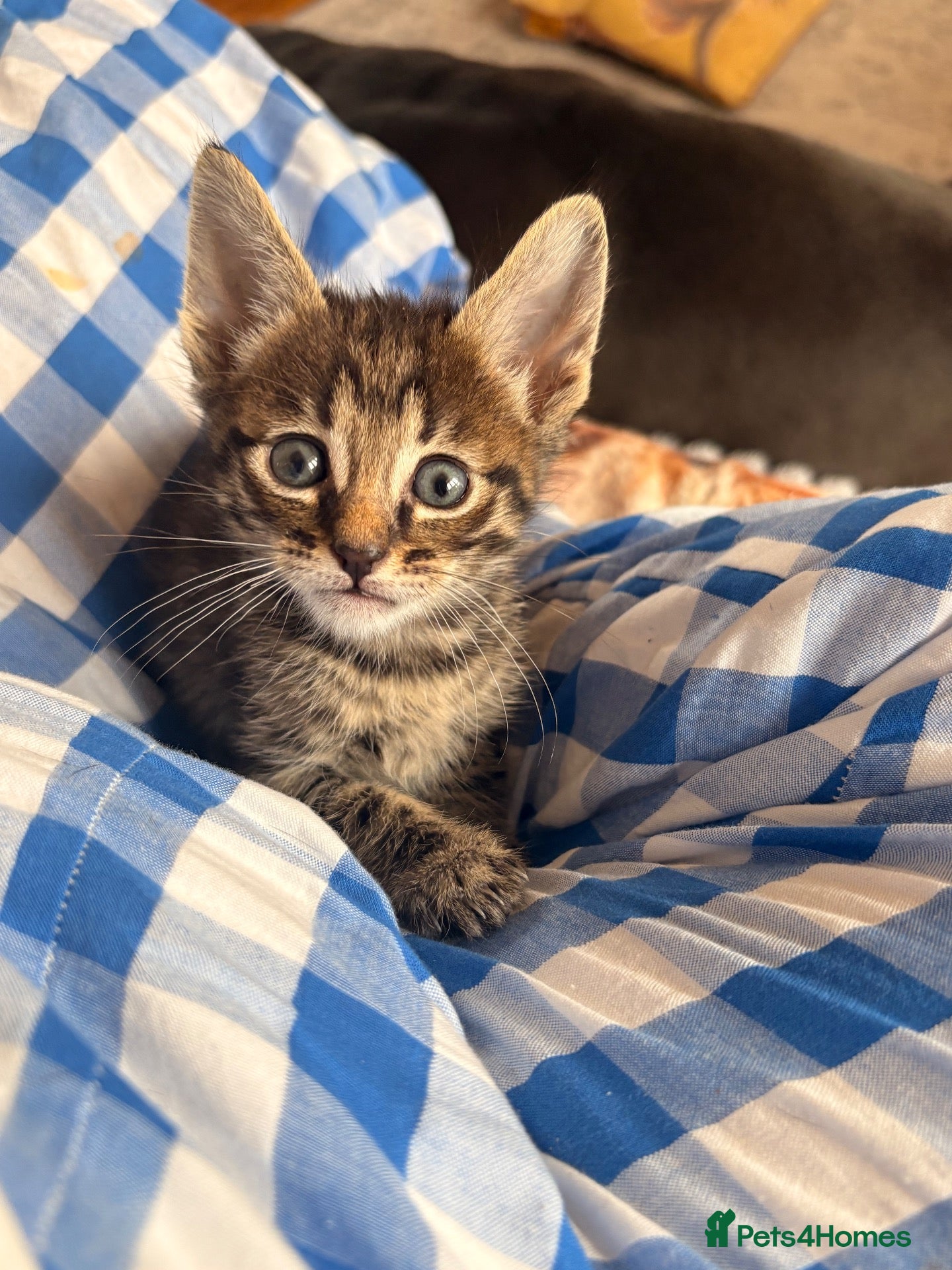 Mixed Breed cats Savannah cross kittens  - Advert 15