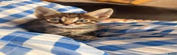 Mixed Breed cats for sale: Savannah cross kittens  - Advert 6