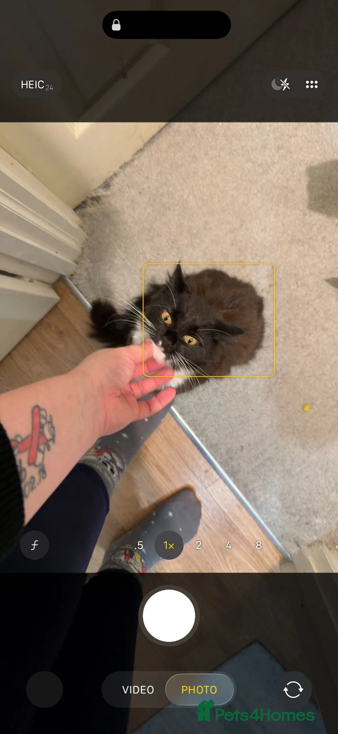 Mixed Breed cats for sale: Two cats for rehome  - Advert 5