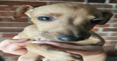 Italian Greyhound dogs - Advert 2