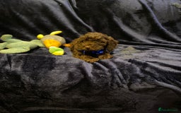 Cockapoo dogs for sale: Chocolate Cockapoo Puppies for Sale - Image 10