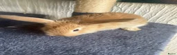 Continental Giant rabbits for sale:  Continental giant babies  - Advert 11