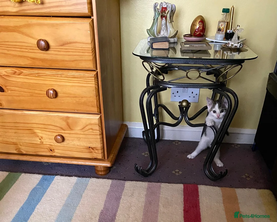 Mixed Breed cats for sale: Kitten (male) looking for a home - Advert 1