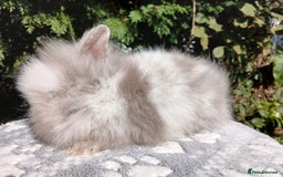 Lionhead rabbits for sale: Stunning DM Lionhead baby rabbits  - Image 6