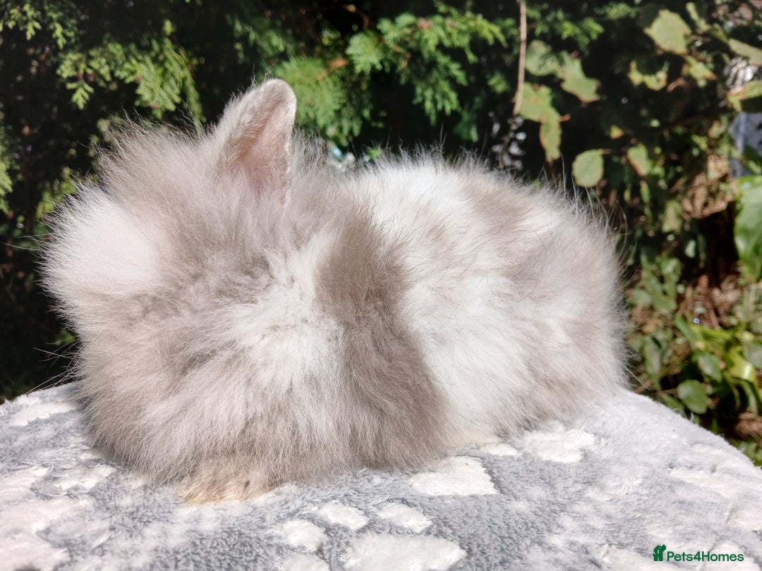 Lionhead rabbits for sale: Stunning DM Lionhead baby rabbits  - Image 6