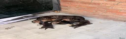 Staffordshire Bull Terrier dogs for sale: Stafford bull terrier puppies  in Newport - Advert 1