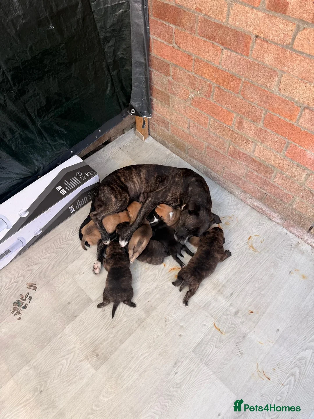 Staffordshire Bull Terrier dogs for sale: Stafford bull terrier puppies  in Newport - Advert 1