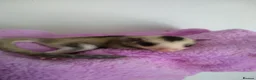 Sugar Glider rodents for sale: Stunning baby sugar gliders  - Advert 3